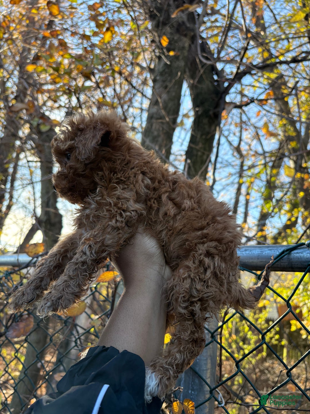 Toy Poodle dogs for sale: TOY TEACUP TYLER - Ad 5