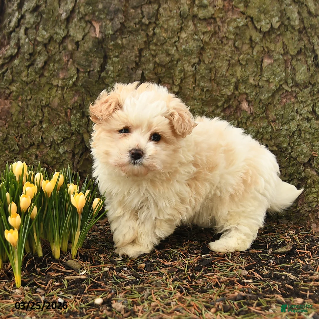 Maltipoo dogs for sale: Twinkle - Ad 2