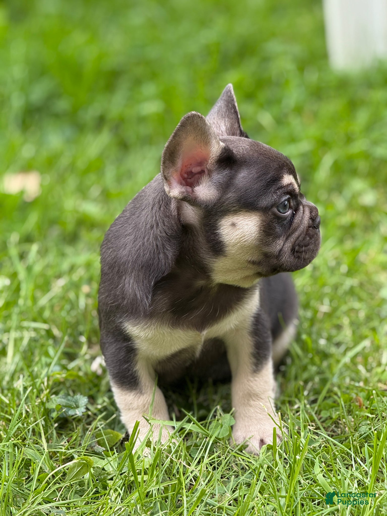 French Bulldog dogs French Bulldog Puppy 2 - Ad 2