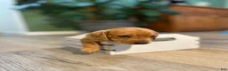 Miniature Dachshund dogs for sale: Bandit - Ad 2