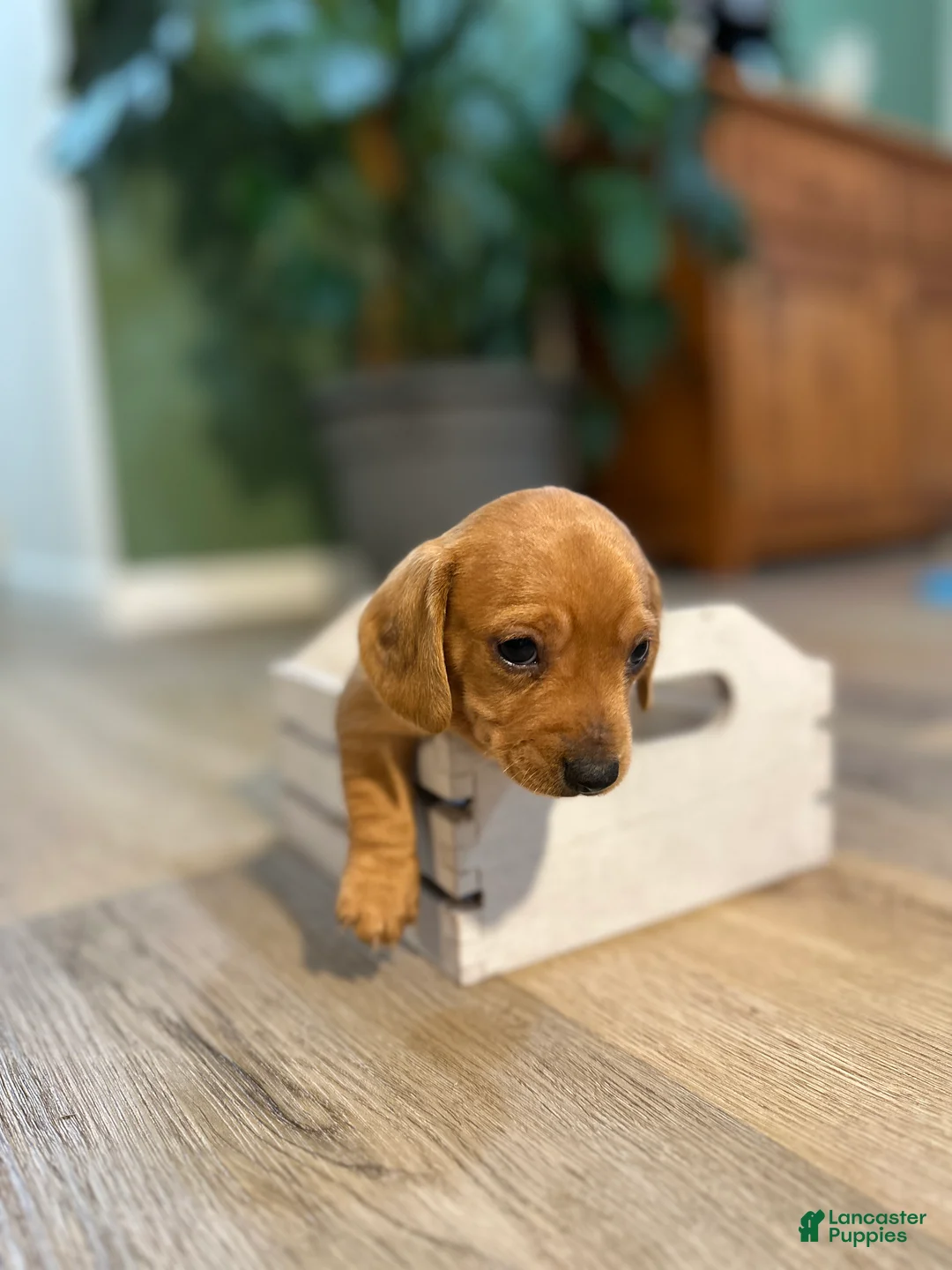 Miniature Dachshund dogs for sale: Bandit - Ad 2