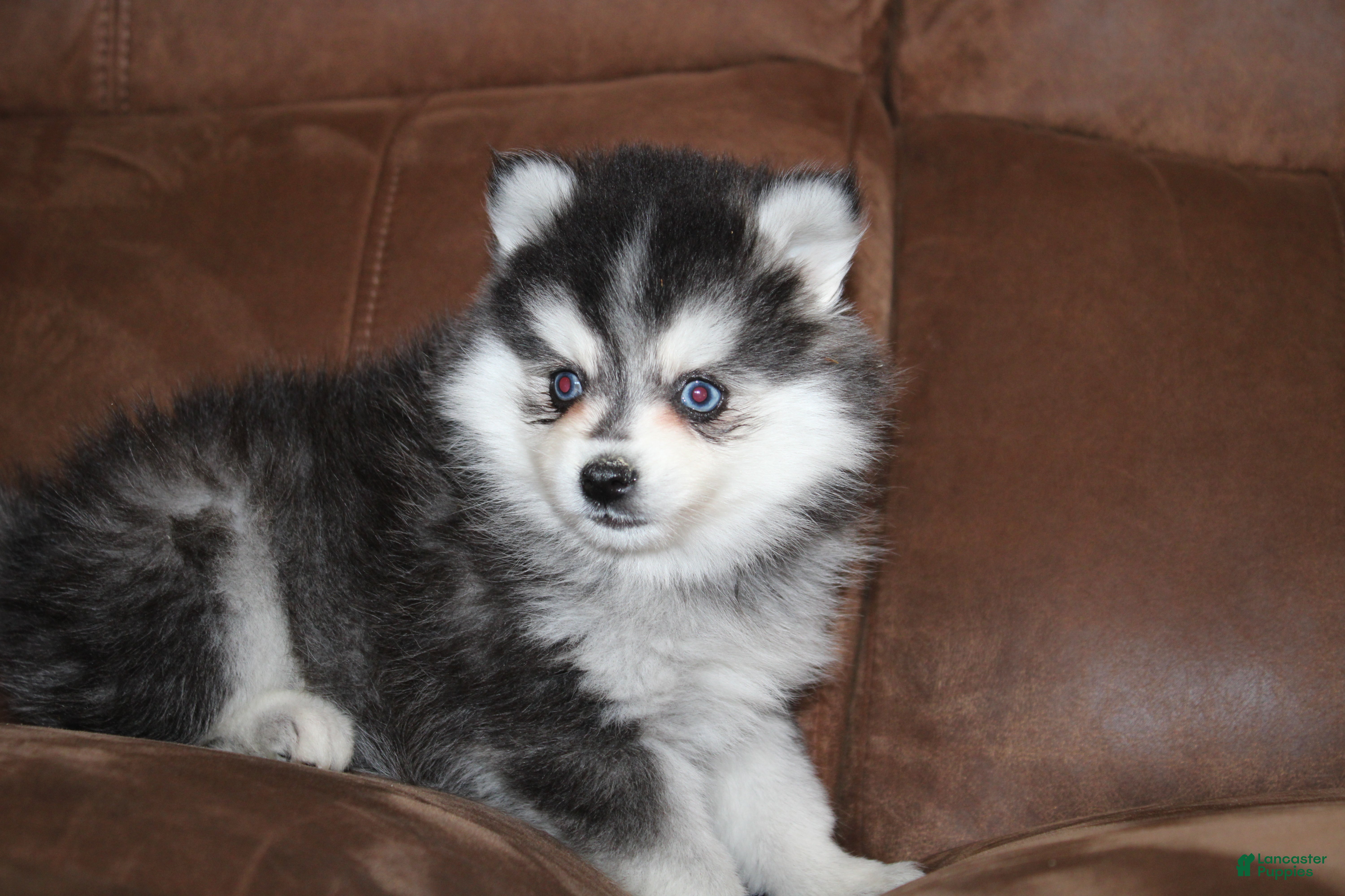 Pomsky (Pomsky, Male) in Apple Creek, OH