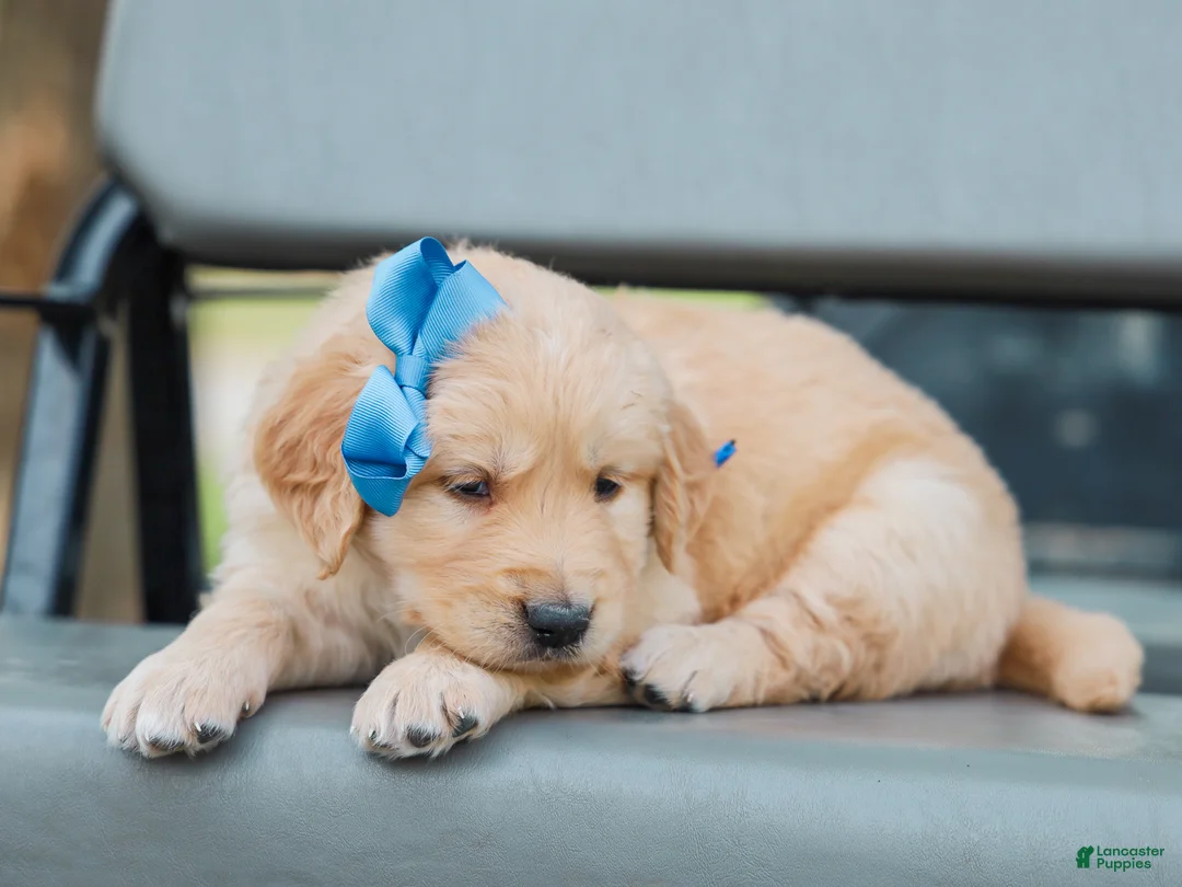 Golden Retriever dogs for sale: Atlee ACA Golden Retriever Pup - Ad 2