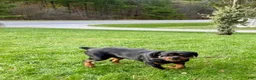 Rottweiler dogs for sale: Rottweiler Puppy 1 - Ad 9