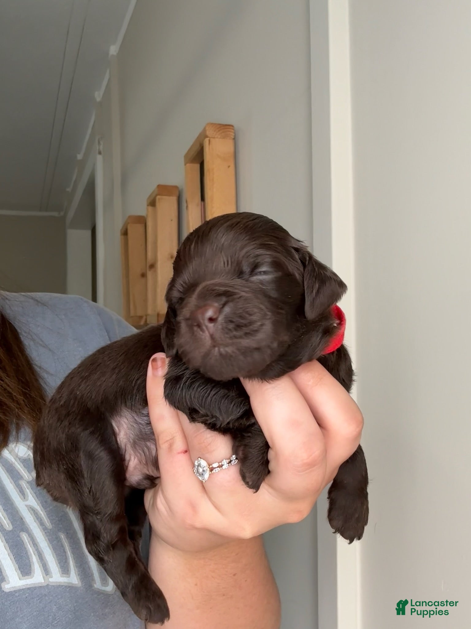 Boykin Spaniel dogs Red Collar-Male - Ad 1