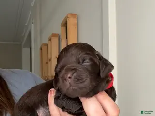 Boykin Spaniel dogs for sale: Red Collar-Male - Ad 1