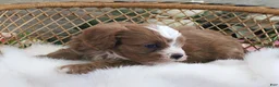 Cavapoo dogs for sale: Autumn's #5 Male - Ad 11