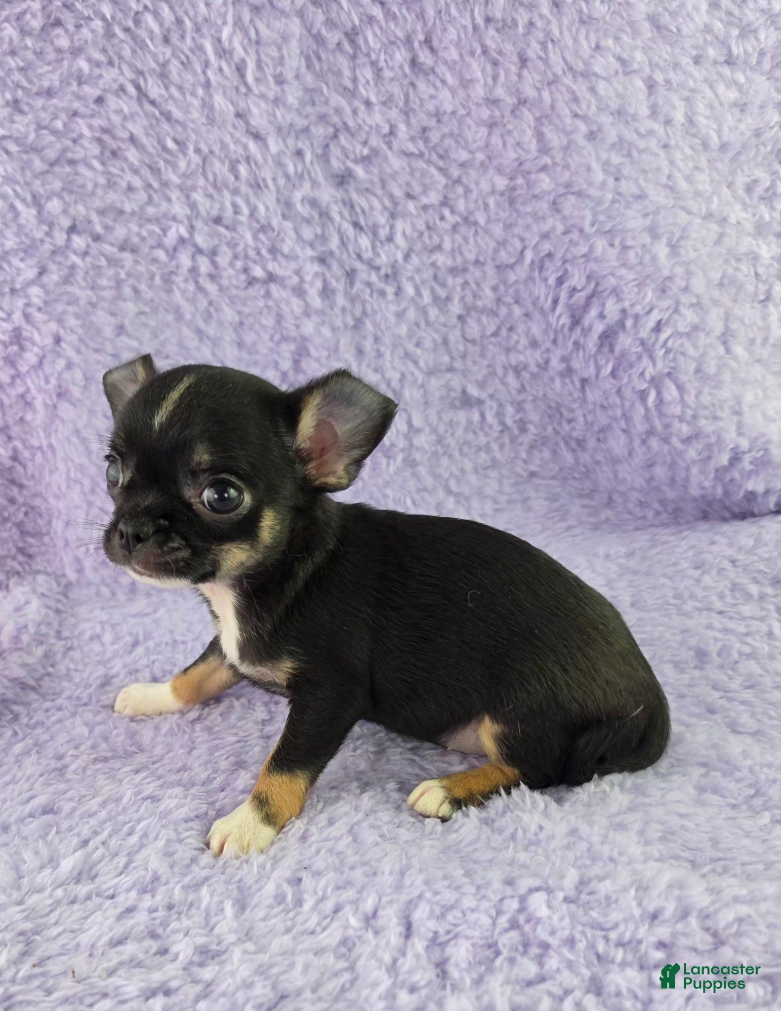 Chihuahua dogs AKC Charlotte - Ad 2