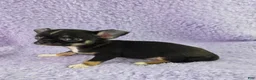 Chihuahua dogs for sale: AKC Charlotte - Ad 2