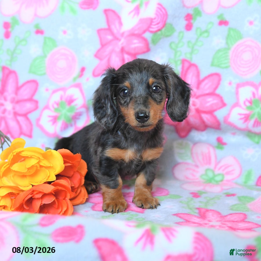 Dachshund dogs Carter - Ad 2