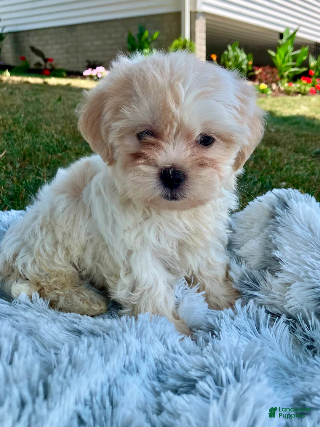 Teddy Bear dogs for sale: Cora - Ad 9