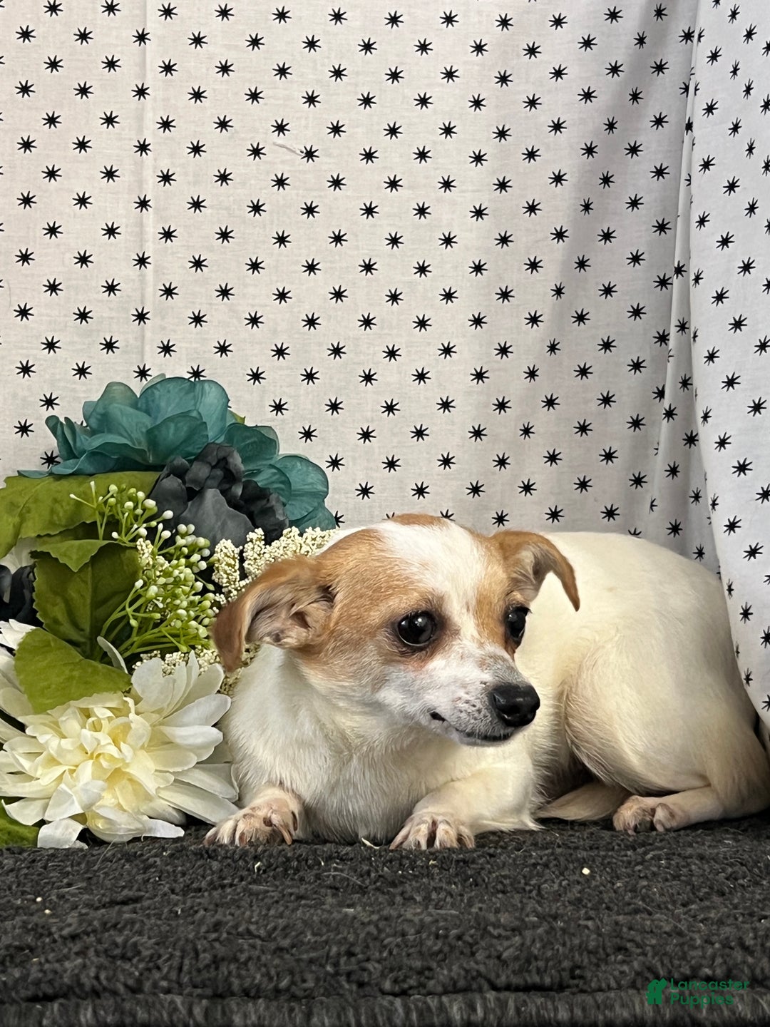 Chihuahua dogs for sale: Babes - Ad 2