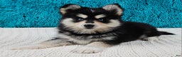 Pomsky dogs for sale: Shelby  - Ad 1