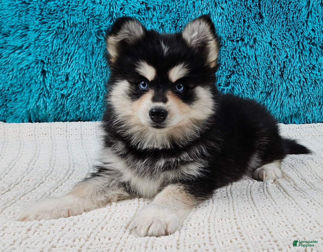 Pomsky dogs for sale: Shelby  - Ad 1