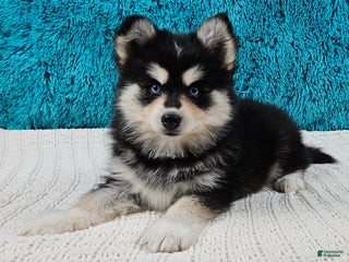 Pomsky dogs Shelby - Ad 22