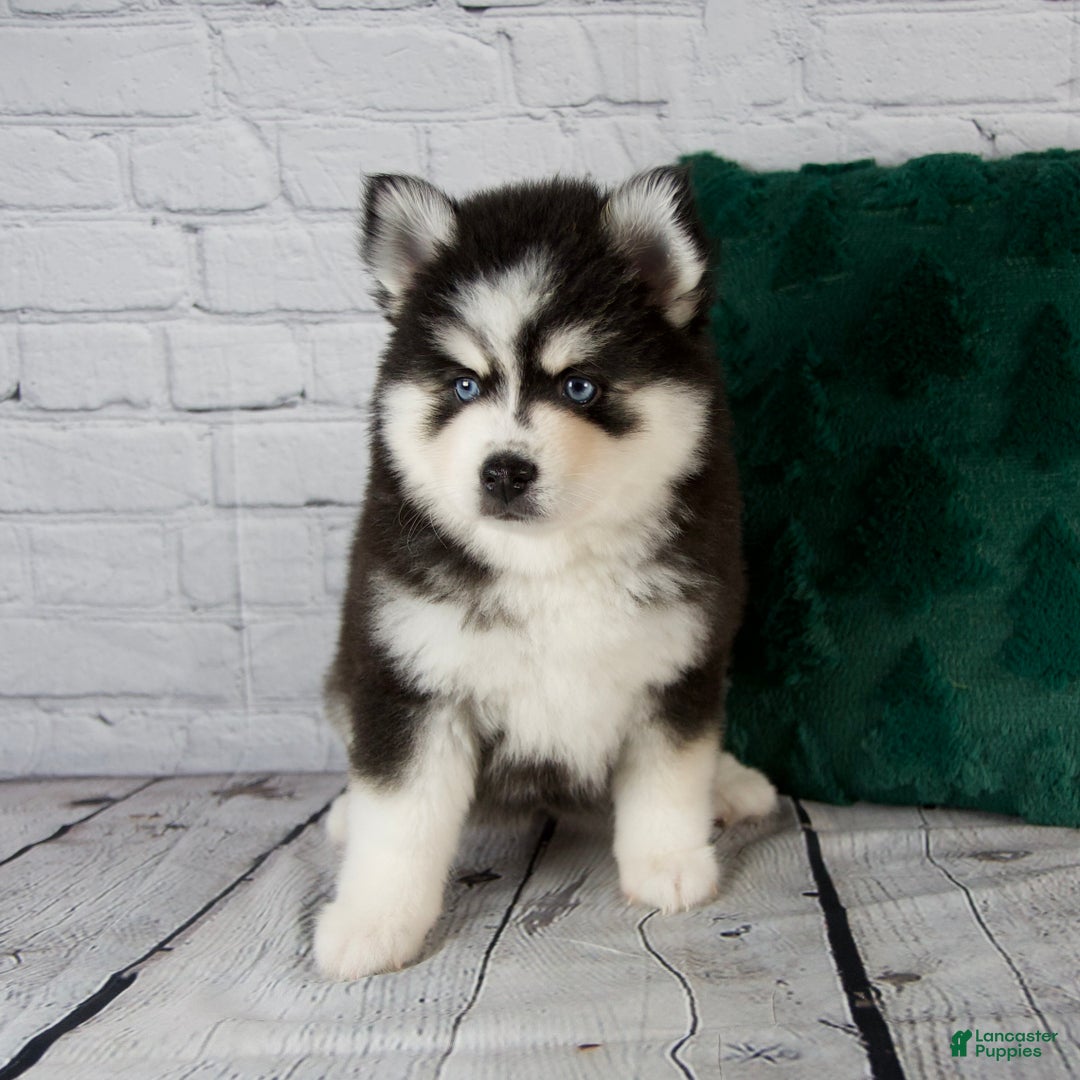 Pomsky dogs for sale: Grace - Ad 8