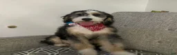 Mixed Breed dogs for sale: Shadow - Ad 4