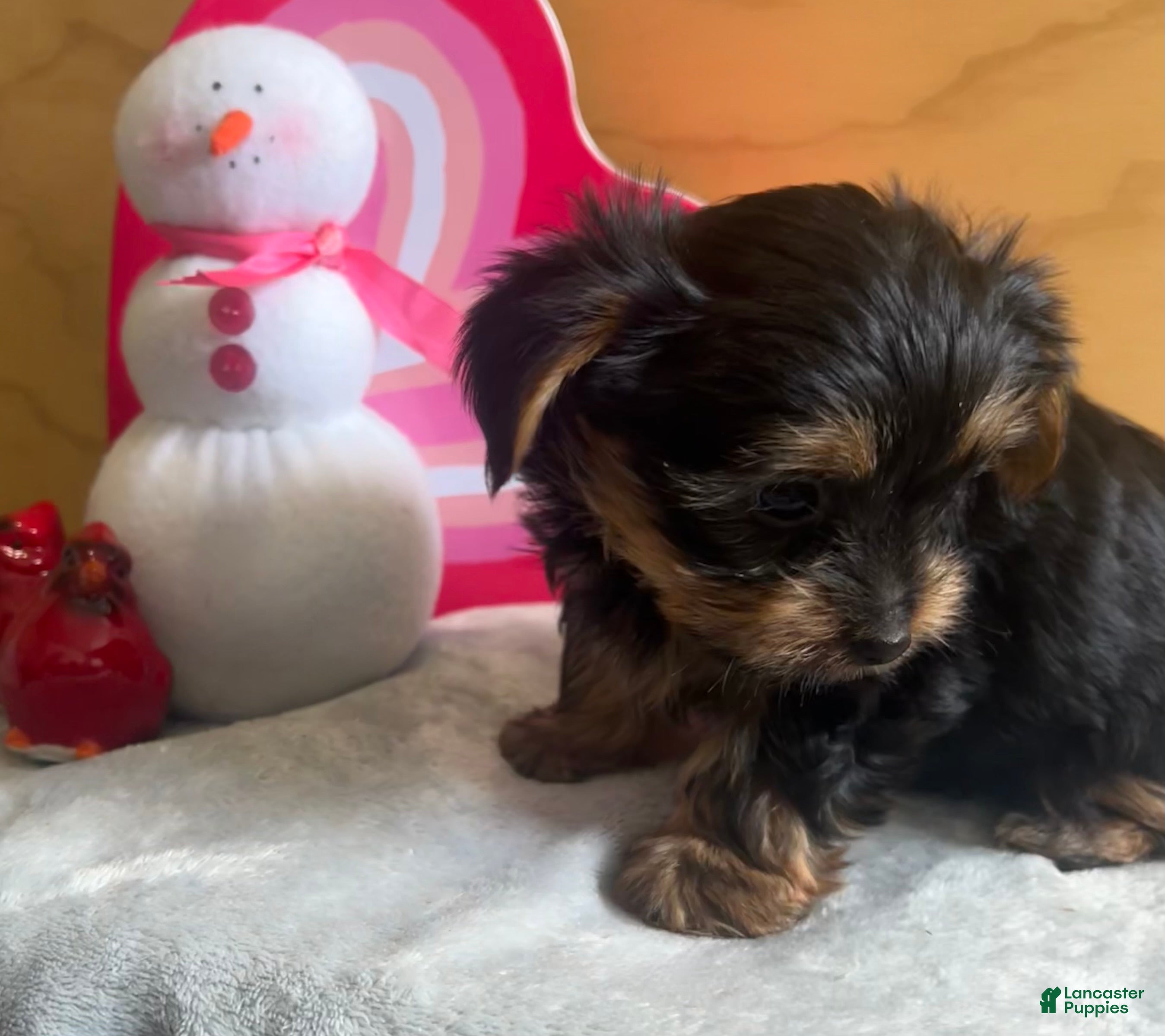 Yorkshire Terrier dogs Luca - Ad 2