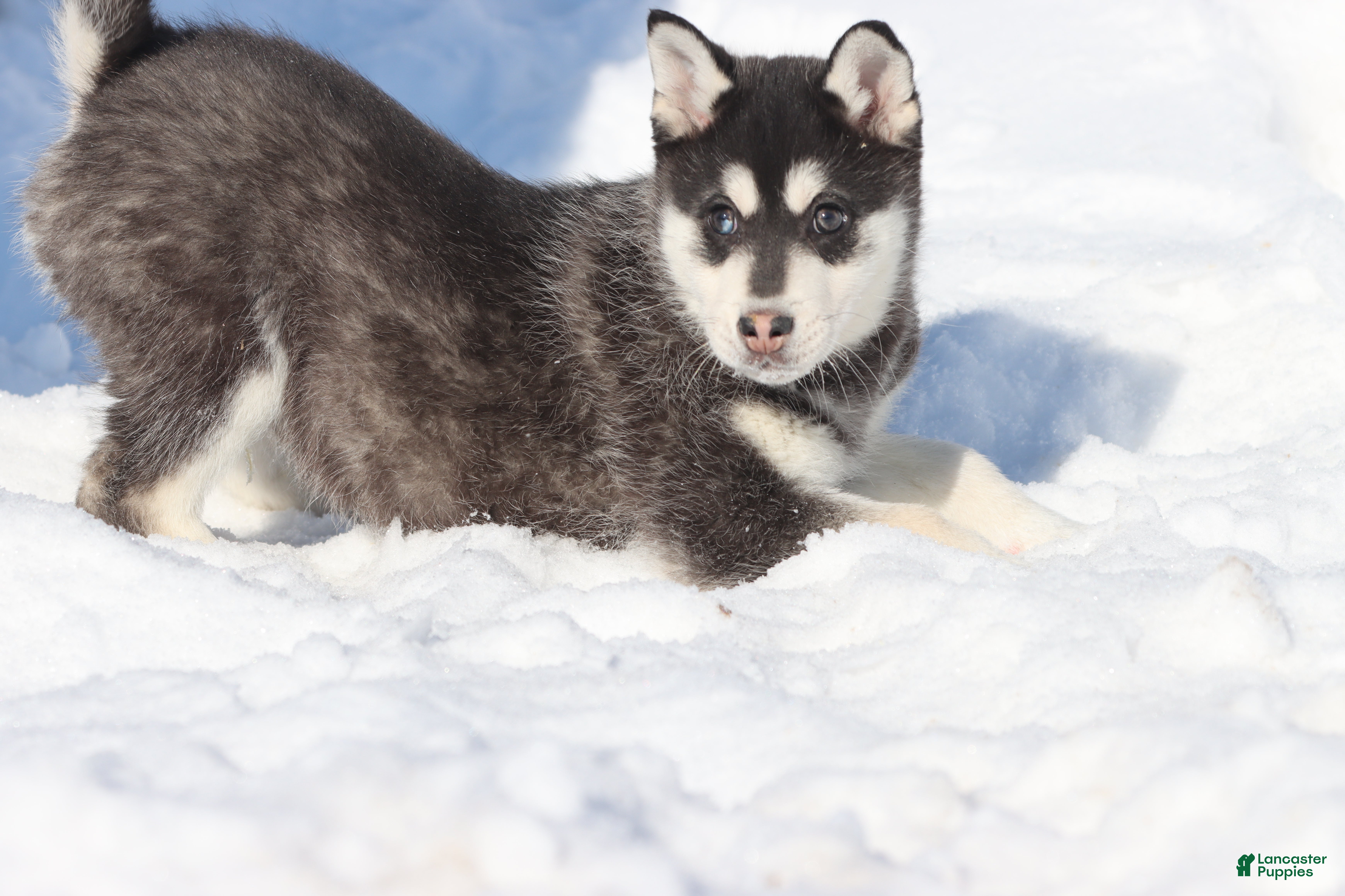 Alaskan Klee Kai dogs Cubby - Ad 9
