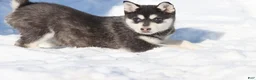 Alaskan Klee Kai dogs for sale: Cubby - Ad 1