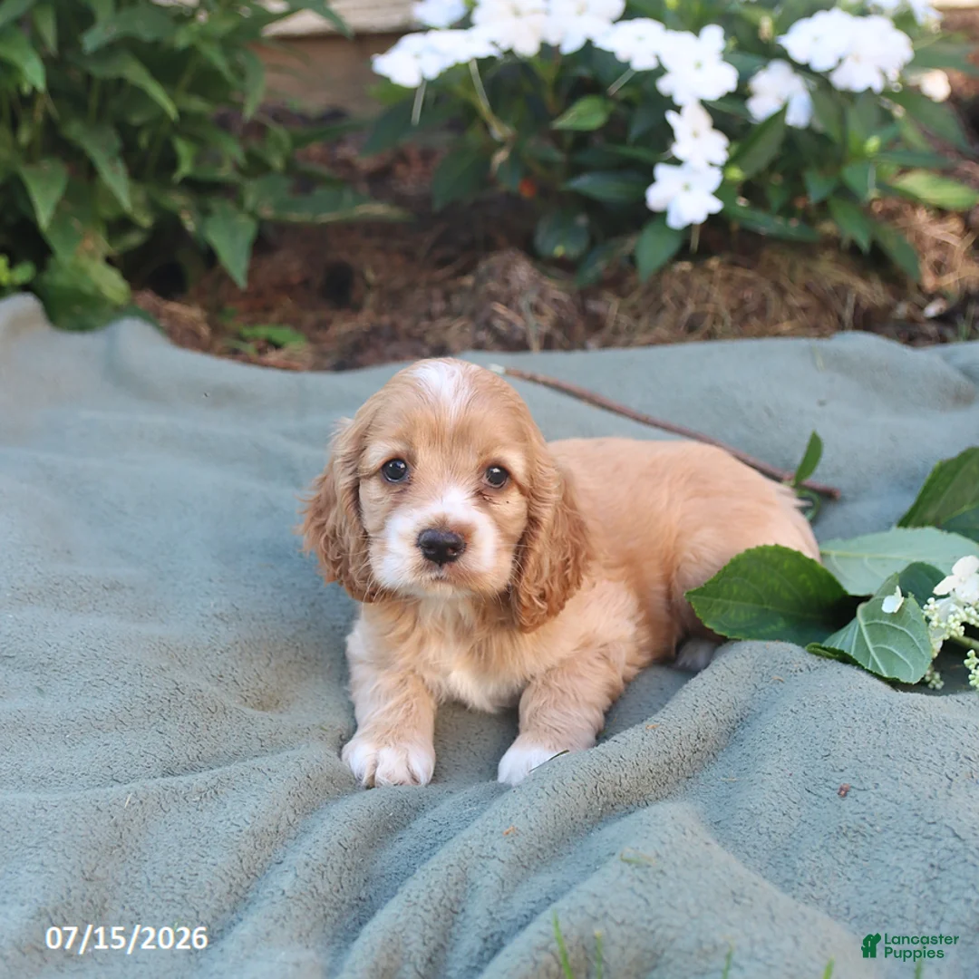 English Cocker Spaniel dogs for sale: Macey - Ad 3