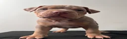 American Bully dogs for sale: American Bully Puppy 2 - Ad 3