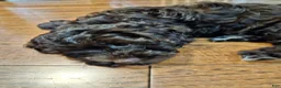 Havapoo dogs for sale: Jordie - Ad 23