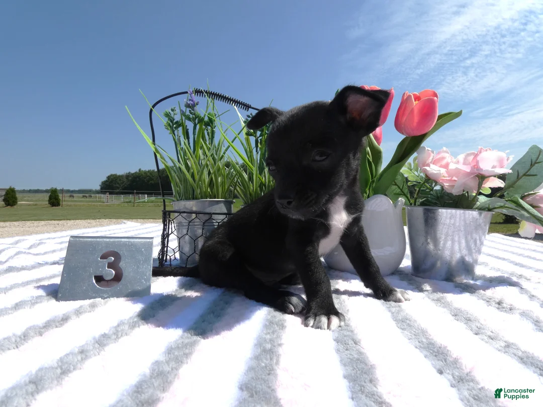 Chihuahua dogs for sale: Chihuahua 3 Marlo - Ad 2