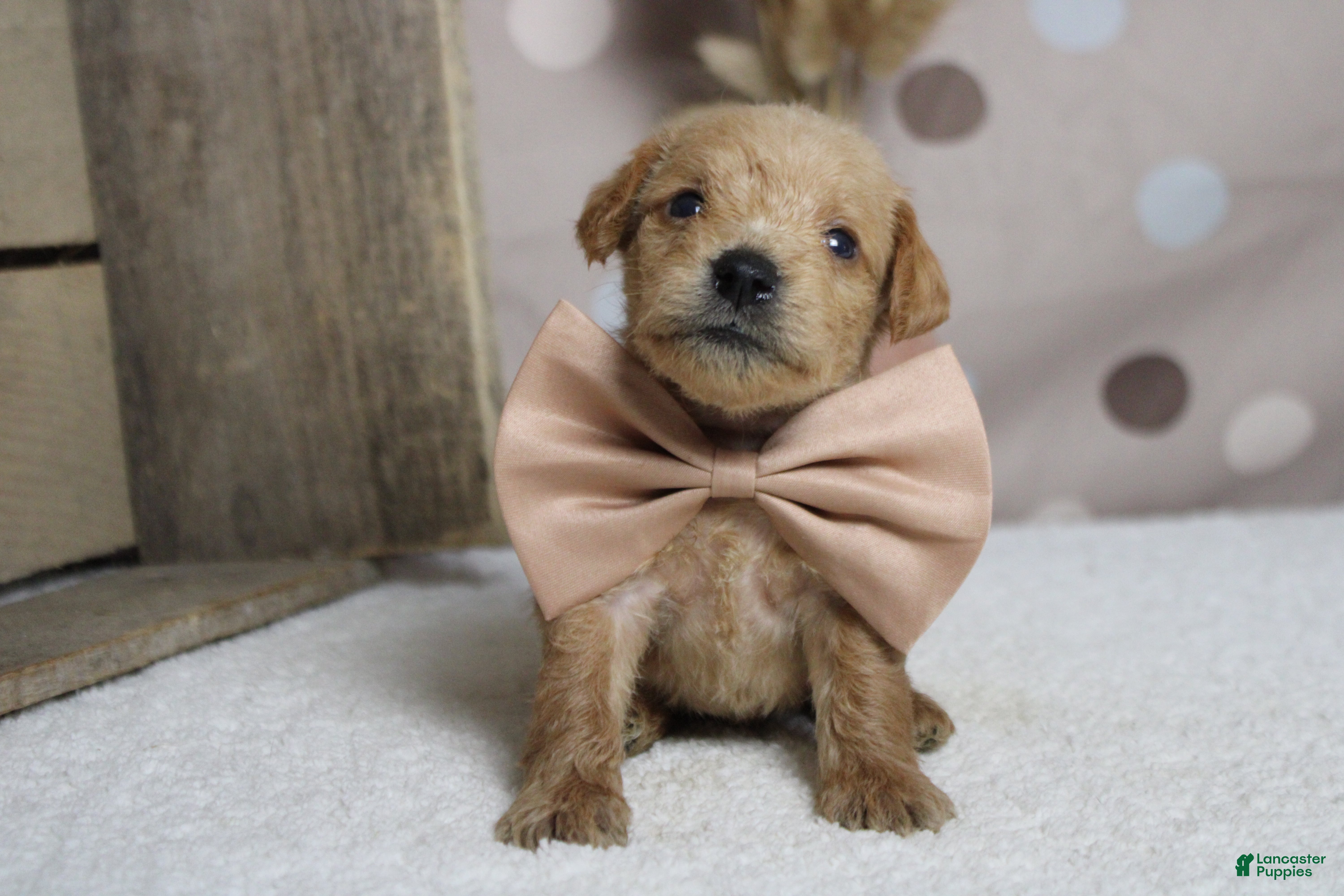 Schnoodle dogs Pinot - Ad 1