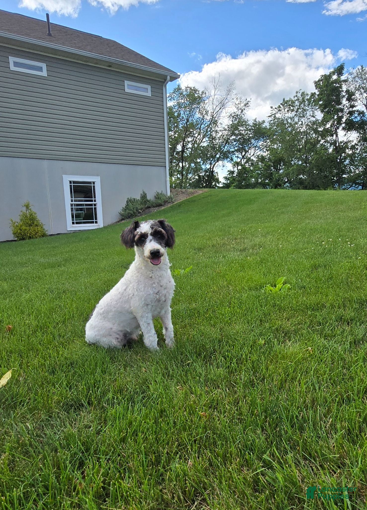 Schnoodle dogs Denver - Ad 2