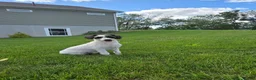 Schnoodle dogs for sale: Denver - Ad 2