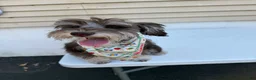 Miniature Schnauzer dogs for sale: Miniature Schnauzer Puppy 1 - Ad 5