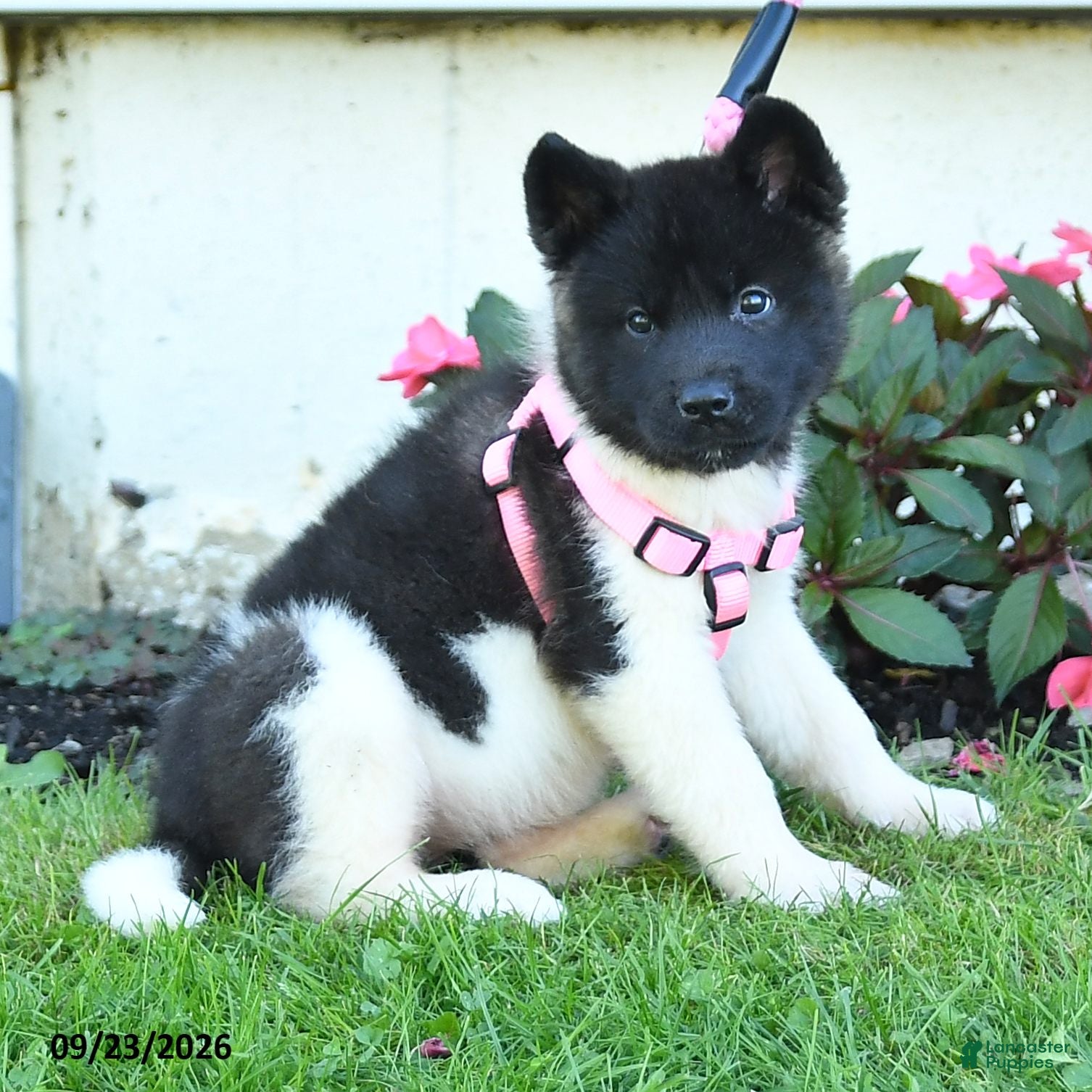Akita dogs Nellie - Ad 1