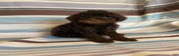 Mixed Breed dogs for sale: Chocolate Phantom Male - Ad 8