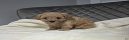 Maltipoo dogs for sale: Monik - Ad 1