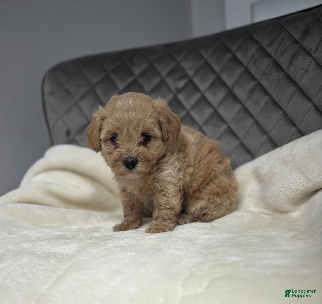 Maltipoo dogs for sale: Monik - Ad 1