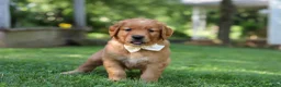 Golden Retriever dogs for sale: Ollie - Ad 6