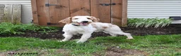 Goldendoodle dogs for sale: Molly - Ad 17