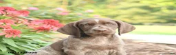 German Shorthaired Pointer dogs for sale: Alisa - Ad 4