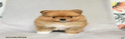 Pomeranian dogs for sale: Brian - Ad 4