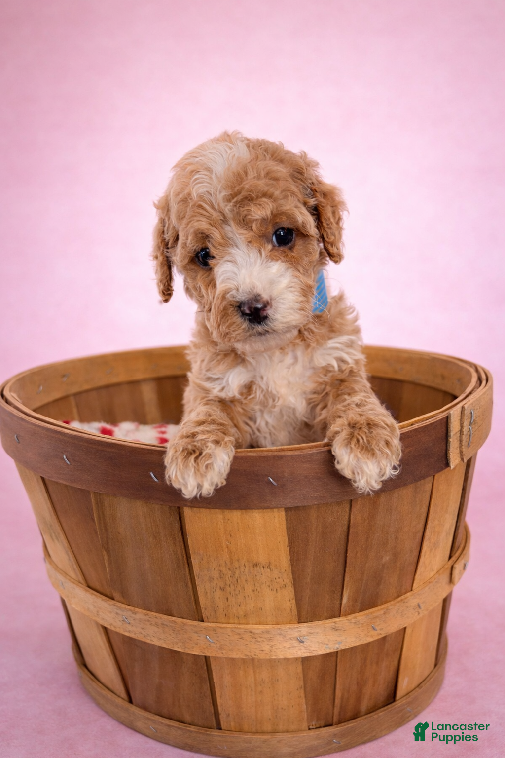Mini Goldendoodle dogs Cherry - Ad 1