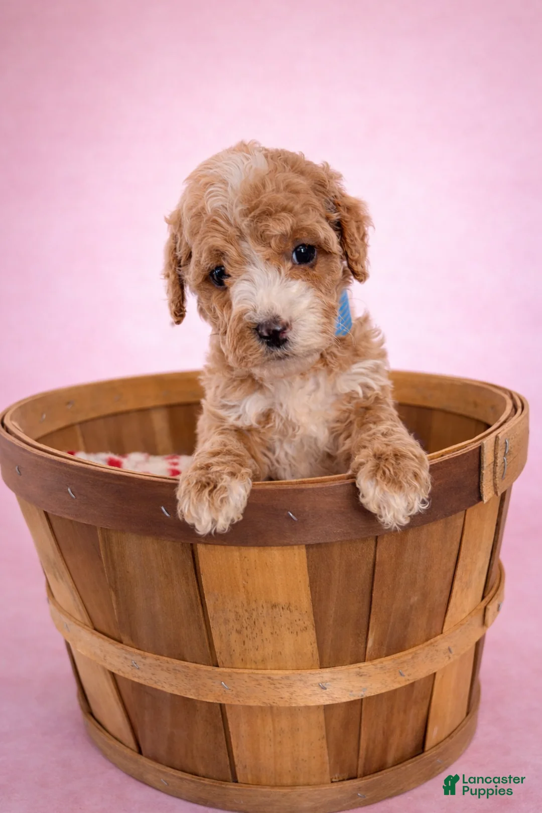 Mini Goldendoodle dogs for sale: Cherry - Ad 1