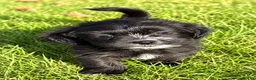 Shihpoo dogs for sale: Benji - Ad 3