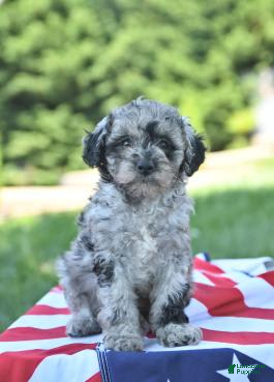 Gallery Image {{count}}