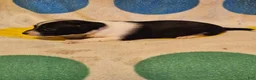 Chihuahua dogs for sale: Checker - Ad 2