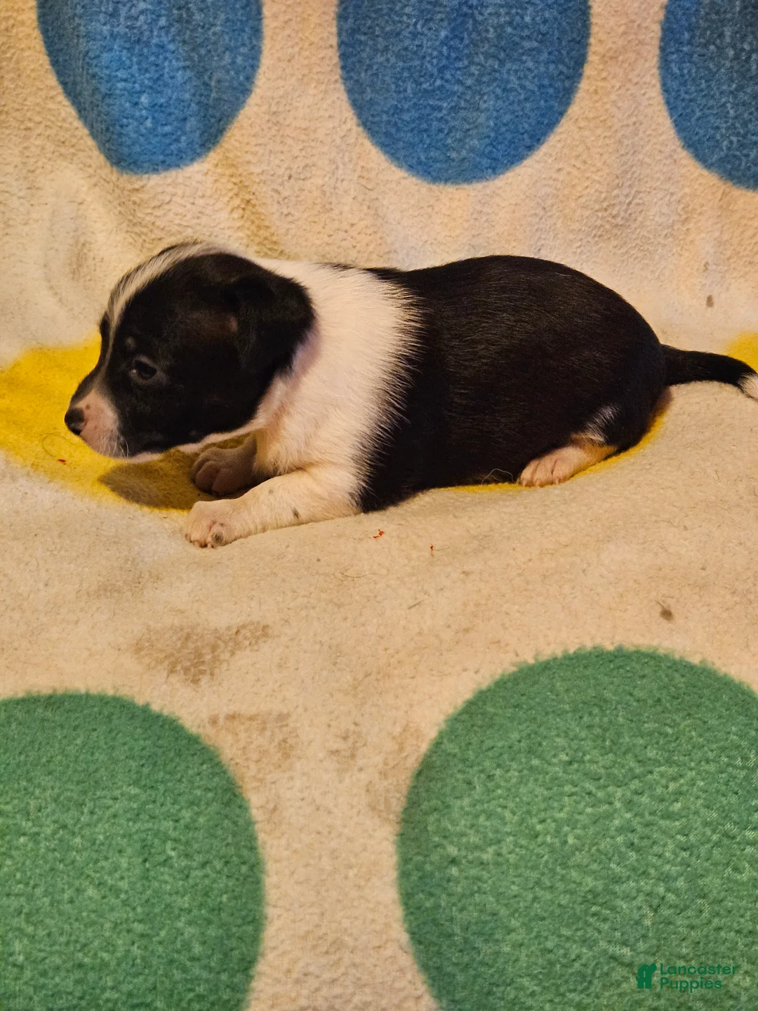 Chihuahua dogs for sale: Checker - Ad 2