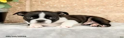 Boston Terrier dogs for sale: Mose  - Ad 3