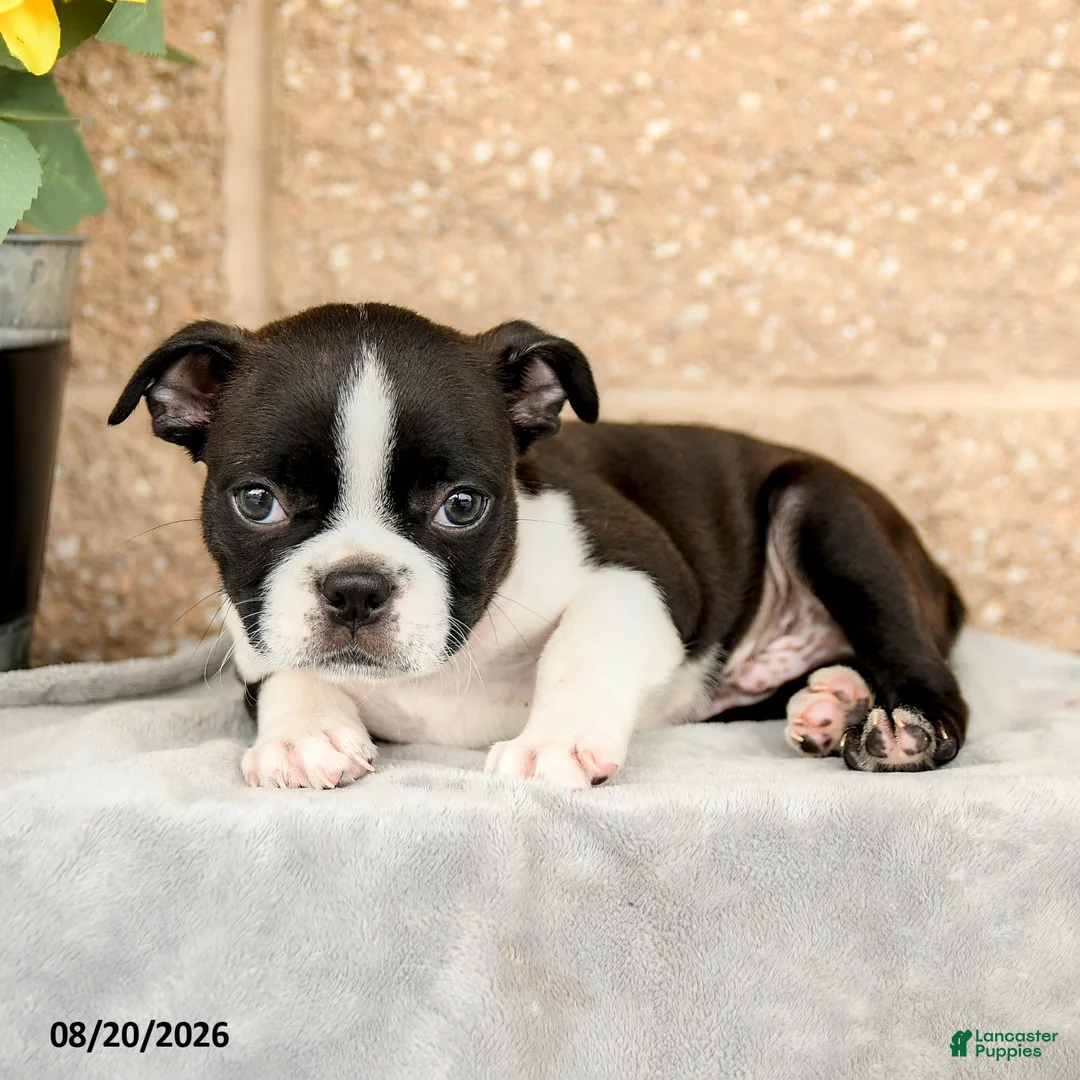 Boston Terrier dogs for sale: Mose  - Ad 3