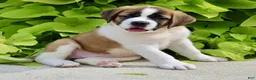 Saint Bernard dogs for sale: Gracie Beth - Ad 3