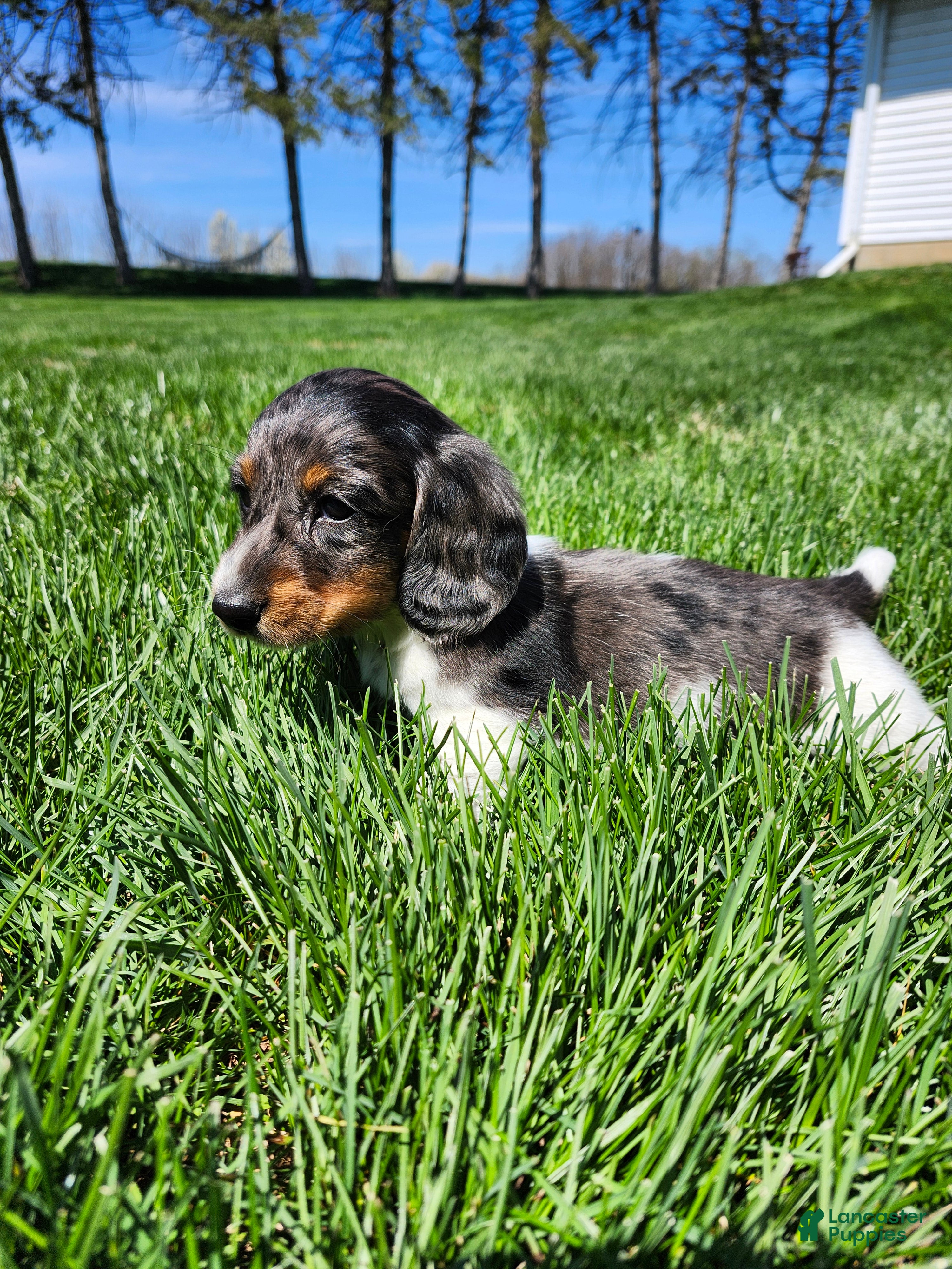 Miniature Dachshund dogs Milo - Ad 1